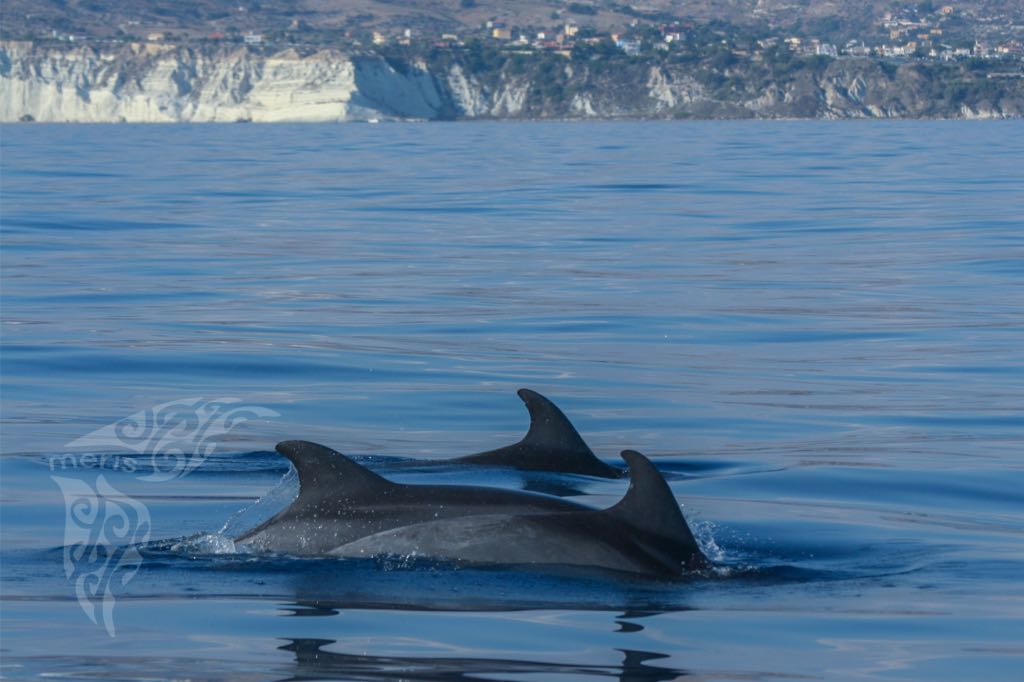 Delfini e balene (1)